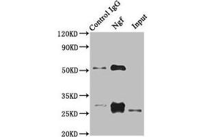 Immunoprecipitating Ngf in Rat heart tissue Lane 1: Rabbit control IgG instead of ABIN7178801 in Rat heart tissue. (Nerve Growth Factor antibody  (AA 124-241))