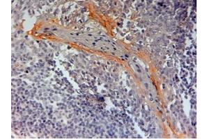 AP32694PU-N (2 µg/ml) staining of paraffin embedded Human Tonsil. (NLRP3 antibody)