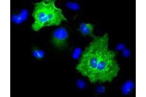 Anti-KRT8 mouse monoclonal antibody (ABIN2452324) immunofluorescent staining of COS7 cells transiently transfected by pCMV6-ENTRY KRT8 (RC209570). (KRT8 antibody  (AA 91-381))