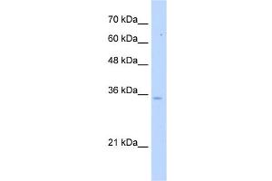 PPA1 antibody used at 5 ug/ml to detect target protein. (Pyrophosphatase (Inorganic) 1 (PPA1) antibody)