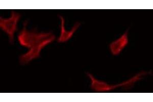 ABIN6276091 staining Hela by IF/ICC. (OR52E2 antibody  (Internal Region))