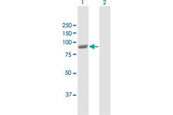 PANK4 antibody  (AA 1-773)