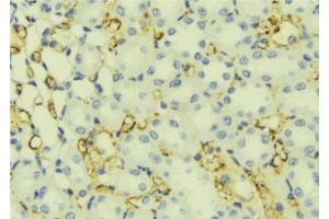 ABIN6276829 at 1/100 staining Mouse liver tissue by IHC-P. (WFS1 antibody  (Internal Region))
