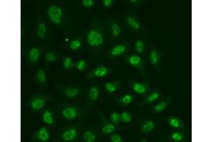 Immunofluorescence analysis of A549 cells using POLR2E antibody.