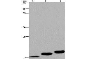 Western Blot analysis of Mouse skeletal muscle, heart and bladder tissue using MYL12B Polyclonal Antibody at dilution of 1:450 (MYL12B antibody)
