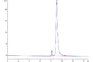 The purity of Cynomolgus IL-12B is greater than 95 % as determined by SEC-HPLC. (IL12B Protein (AA 23-328) (His tag))