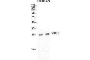 Western Blot (WB) analysis of specific cells using SRp20 Polyclonal Antibody. (SRSF3 antibody  (C-Term))