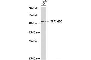 Western blot analysis of extracts of LO2 cells using GTF2H2C Polyclonal Antibody at dilution of 1:1000.
