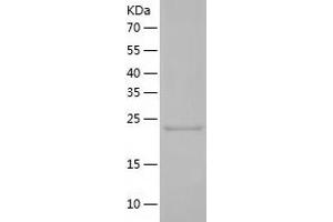 Carcinoembryonic Antigen-Related Cell Adhesion Molecule 7 (CEACAM7) (AA 36-242) protein (His tag)