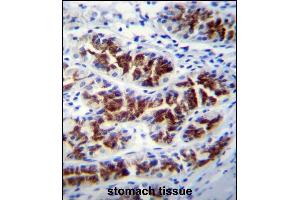 PTPN20A Antibody (Center) (ABIN655743 and ABIN2845189) immunohistochemistry analysis in formalin fixed and paraffin embedded human stomach tissue followed by peroxidase conjugation of the secondary antibody and DAB staining.