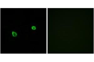 Immunofluorescence (IF) image for anti-Endoplasmic Reticulum To Nucleus Signaling 2 (ERN2) (AA 841-890) antibody (ABIN2889648) (ERN2 antibody  (AA 841-890))