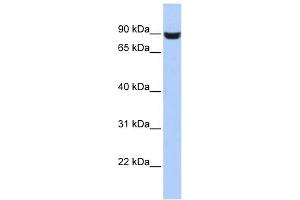 WB Suggested Anti-LRFN5 Antibody Titration: 0.