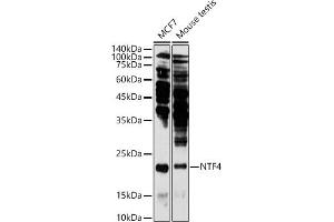 Western blot analysis of extracts of various cell lines, using NTF4 antibody (ABIN3021387, ABIN3021388, ABIN3021389 and ABIN6214994) at 1:1000 dilution. (Neurotrophin 4 antibody  (AA 25-210))