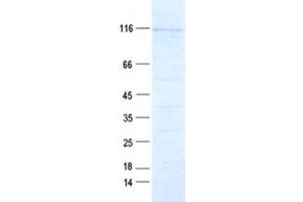 Myosin XIX Protein (MYO19) (DYKDDDDK Tag)