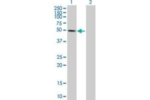 Western Blot analysis of SNIP1 expression in transfected 293T cell line by SNIP1 MaxPab polyclonal antibody. (SNIP1 antibody  (AA 1-396))