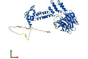 AlphaFold protein structure predicition of Human Recombinant KEAP1 Protein, UniprotID Q14145 (KEAP1 Protein (AA 1-624) (His tag))