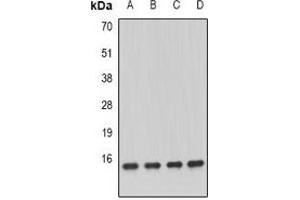 Western blot analysis of GRIM19 expression in MCF7 (A), K562 (B), mouse kidney (C), mouse heart (D) whole cell lysates. (NDUFA13 antibody)