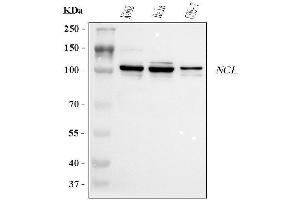 Western blot analysis of NCL using anti-NCL antibody (ABIN7600662). (Nucleolin antibody  (AA 219-629))