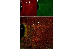 Expression of HCN2 in mouse hypothalamusImmunohistochemical staining of mouse hypothalamus using Anti-HCN2 Antibody (ABIN7043279, ABIN7044940 and ABIN7044941). (Hyperpolarization Activated Cyclic Nucleotide-Gated Potassium Channel 2 (HCN2) Peptide)