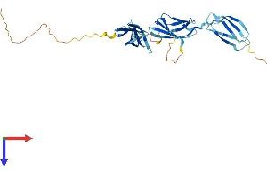 AlphaFold protein structure predicition of Human Recombinant TNXA Protein, UniprotID Q16473 (TNXA Protein (AA 1-311) (His tag))