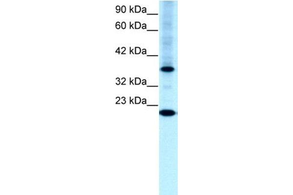 TFCP2L1 抗体  (N-Term)