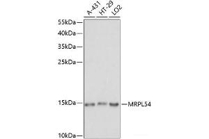 Western blot analysis of extracts of various cell lines using MRPL54 Polyclonal Antibody at dilution of 1:1000. (MRPL54 antibody)