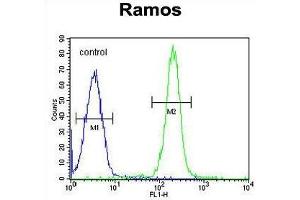 TTC9C Antibody (N-term) flow cytometric analysis of Ramos cells (right histogram) compared to a negative control cell (left histogram). (TTC9C antibody  (N-Term))