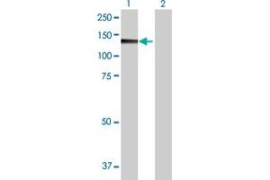 Western Blot analysis of PMFBP1 expression in transfected 293T cell line by PMFBP1 MaxPab polyclonal antibody. (PMFBP1 antibody  (AA 1-1022))