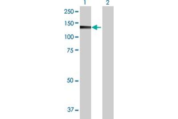 PMFBP1 antibody  (AA 1-1022)