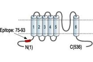 Potassium Intermediate/small Conductance Calcium-Activated Channel, Subfamily N, Member 1 (KCNN1) peptide