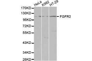 Western blot analysis of extracts of various cell lines, using FGFR2 antibody.