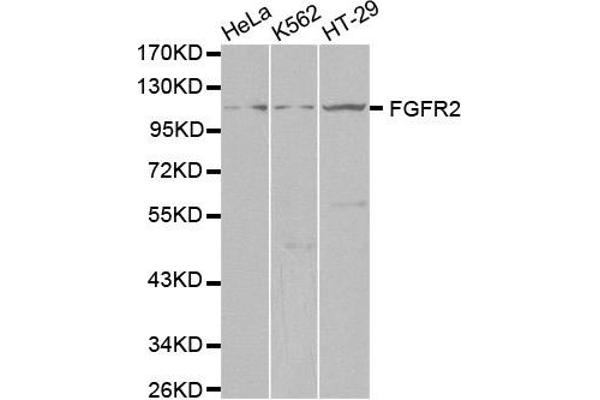FGFR2 anticorps  (AA 1-100)