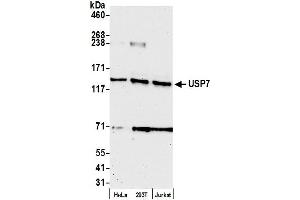 Western Blotting (WB) image for anti-Ubiquitin Specific Peptidase 7 (Herpes Virus-Associated) (USP7) (C-Term) antibody (ABIN7454512) (USP7 antibody  (C-Term))