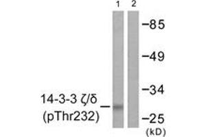Western blot analysis of extracts from Jurkat cells treated with UV 15', using 14-3-3 zeta/delta (Phospho-Thr232) Antibody. (14-3-3 zeta antibody  (pThr232))
