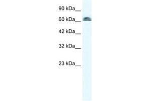 Western Blotting (WB) image for anti-Influenza Virus NS1A Binding Protein (IVNS1ABP) antibody (ABIN2460653) (IVNS1ABP antibody)