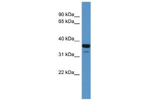 WB Suggested Anti-CD200R1 Antibody Titration: 0. (CD200R1 antibody  (N-Term))