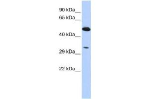 Western Blotting (WB) image for anti-Phosphoinositide-3-Kinase-Interacting Protein 1 (PIK3IP1) antibody (ABIN2459372)