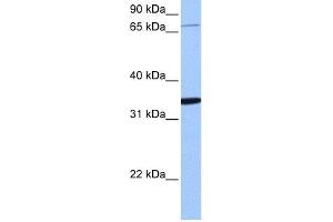 WB Suggested Anti-PCDHA10 Antibody Titration:  0. (PCDHA10 antibody  (N-Term))