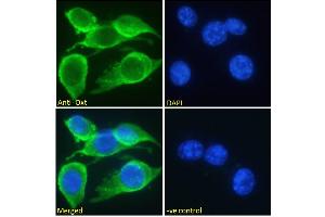 ABIN570836 Immunofluorescence analysis of paraformaldehyde fixed NIH3T3 cells, permeabilized with 0. (OXT antibody  (C-Term))