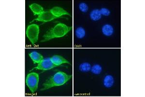 OXT antibody  (C-Term)