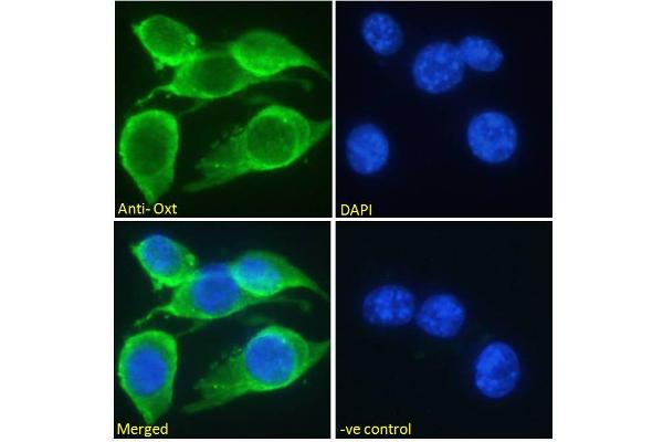 OXT antibody  (C-Term)