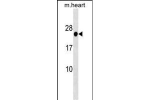 HOXB7 Antibody (Center) (ABIN1538701 and ABIN2838284) western blot analysis in mouse heart tissue lysates (35 μg/lane). (HOXB7 antibody  (AA 93-121))