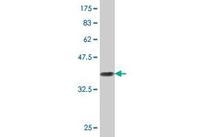 Western Blot detection against Immunogen (37. (RIN2 antibody  (AA 786-894))