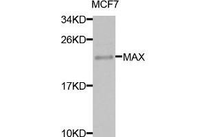 Western blot analysis of extracts of MCF7 cells, using MAX antibody. (MAX antibody)