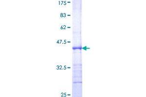 E2F2 Protein (AA 1-110) (GST tag)