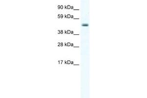 Western Blotting (WB) image for anti-Elongator Acetyltransferase Complex Subunit 4 (ELP4) antibody (ABIN2461505)