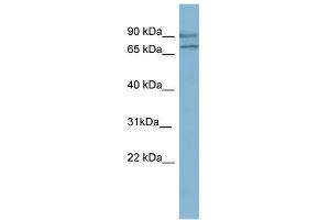WB Suggested Anti-OXR1 Antibody Titration: 0. (OXR1 antibody  (N-Term))