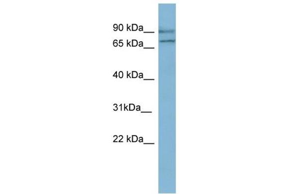 OXR1 抗体  (N-Term)