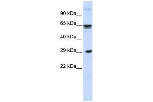 CLEC4M antibody used at 1 ug/ml to detect target protein.