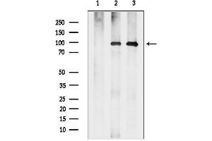 anti-Eukaryotic Translation Initiation Factor 2C, 4 (EIF2C4) (N-Term) antibody